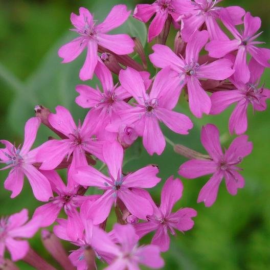 800 fresh seeds Catchfly Cluster, easy  to grow  #ABG19