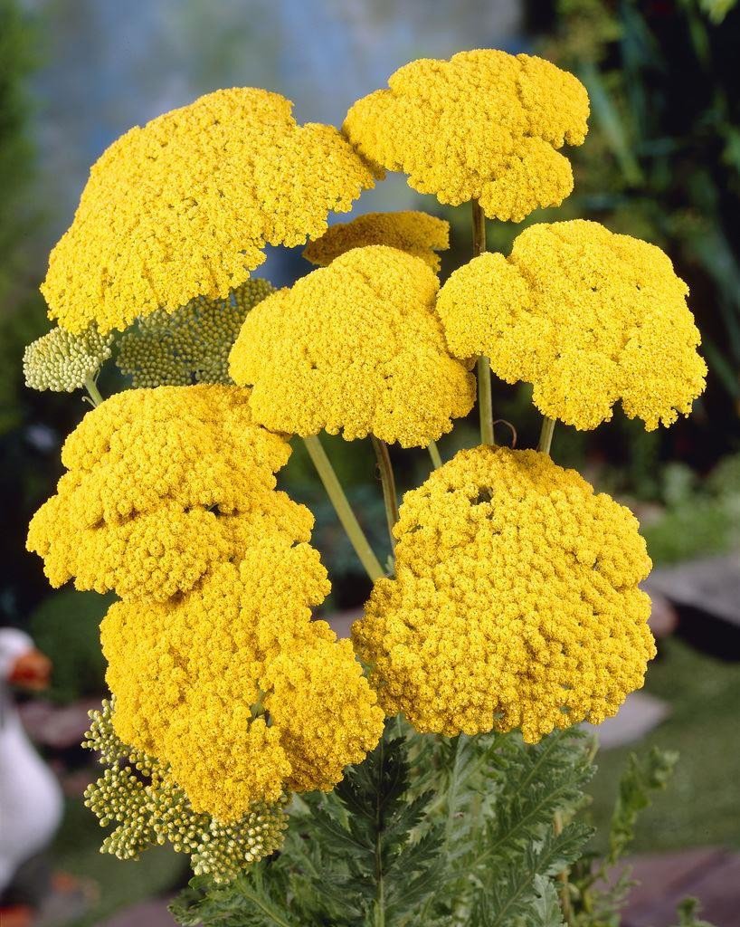 flower seeds gold yarrow,100 fresh seeds   #ABG18