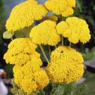 flower seeds gold yarrow,100 fresh seeds   #ABG18