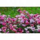 100 flower seeds, clarkia pink lavender  #ABG18