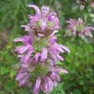 100 fresh seeds lemon mint,great for your garden #ABG18