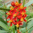 50 seeds, blood sunset mexican milkweed flower #ABG18