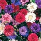 bachelor button polka dot,100 flower seeds  #ABG18