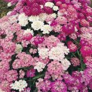 100 fresh seeds, candytuft mixed color  #ABG18