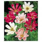 30 seeds, cosmos seashells flower  #ABG18