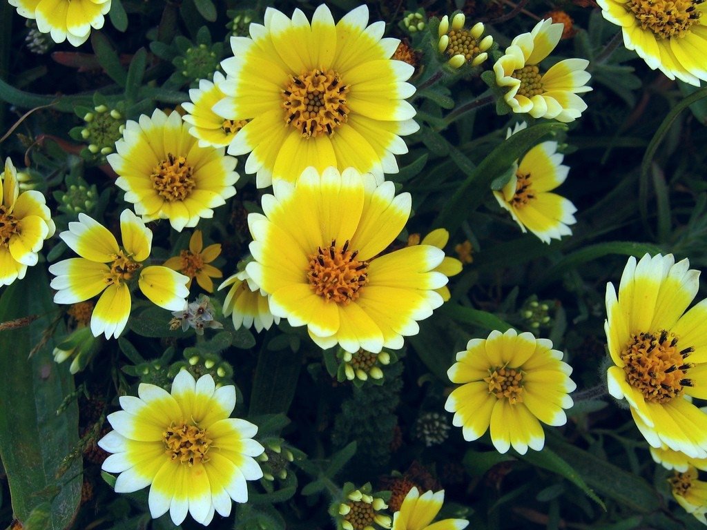 100 flowers seeds  tify tips, easy to gorow  #ABG18