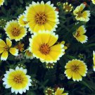 100 flowers seeds  tify tips, easy to gorow  #ABG18