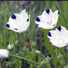 50 seeds, fivesport flower seeds  #ABG18