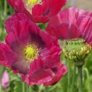 100 flowers seeds, hen& chickens poppy flowers #ABG18