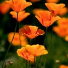 100 flower seeds, orange poppy flower #ABG18