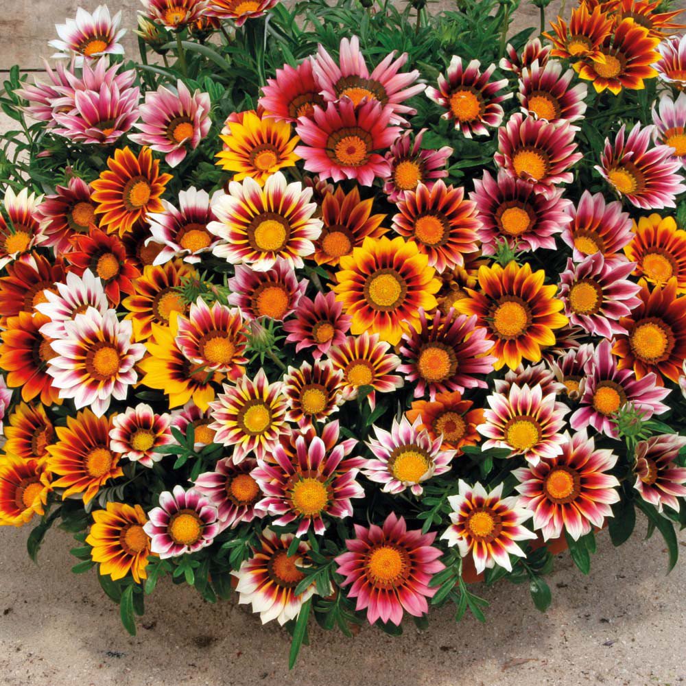 25 fresh seeds, gazania splendens mix color #ABG18