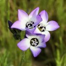 100 fresh seeds, birds eyes gilia tricolor    #ABG18