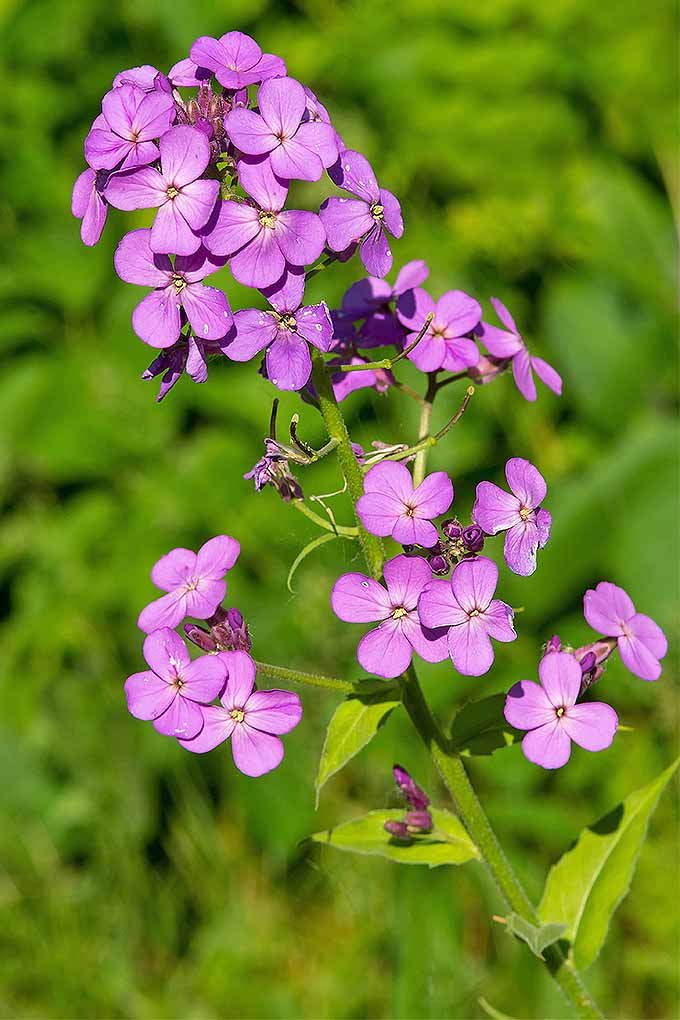 dame's rocket  violet seeds,100 seeds   #ABG18