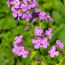 dame's rocket  violet seeds,100 seeds   #ABG18