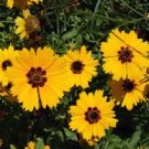 100 fresh seeds,coreopsis golden wave tickseed, easy to grow   #ABG18
