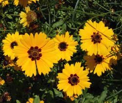100 fresh seeds,coreopsis golden wave tickseed, easy to grow   #ABG18