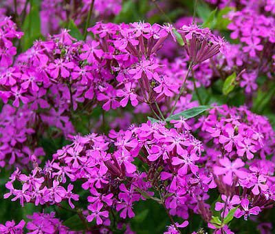 100 seeds, catchfly silena armeria flower   #ABG18