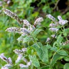 flower seeds spearmint  150 seeds, easy to grow      #ABG18