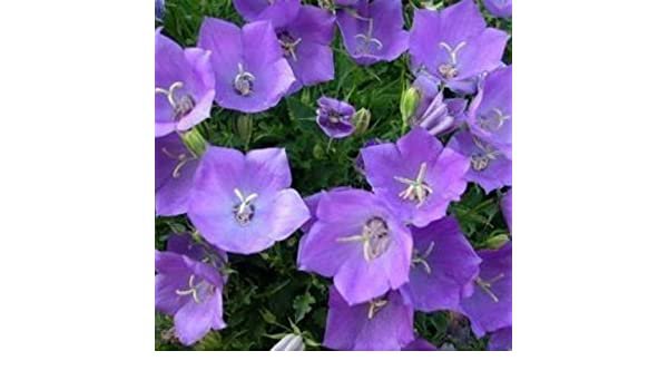 flower seed tussock bellflower,200 fresh seeds    #ABG18