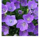 flower seed tussock bellflower,200 fresh seeds    #ABG18