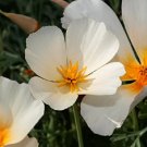 100 seeds white linen poppy flower,great for your garden    #ABG18