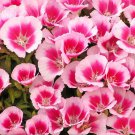 100 flower seeds godetia ferewell spring, easy to grow  #ABG18