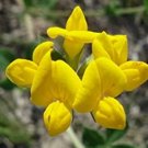 100 fresh  seeds, birds foot flower   #ABG18