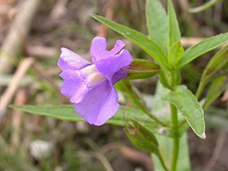 100 flower seeds, purple monkey easy to grow  #ABG18