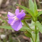100 flower seeds, purple monkey easy to grow  #ABG18