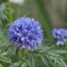 100 seeds, globe giia blue color #ABG18