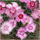 50 flower seeds cottage pink, easy to grow      #ABG18