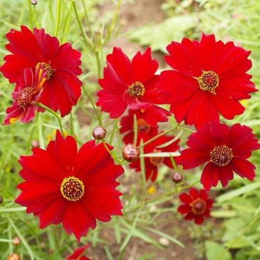 plains coreoopsis tall red color,100 flower seeds    #ABG18