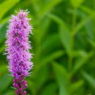 gafeather blazing star flower, 25 seeds #ABG18