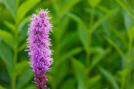 gafeather blazing star flower, 25 seeds #ABG18