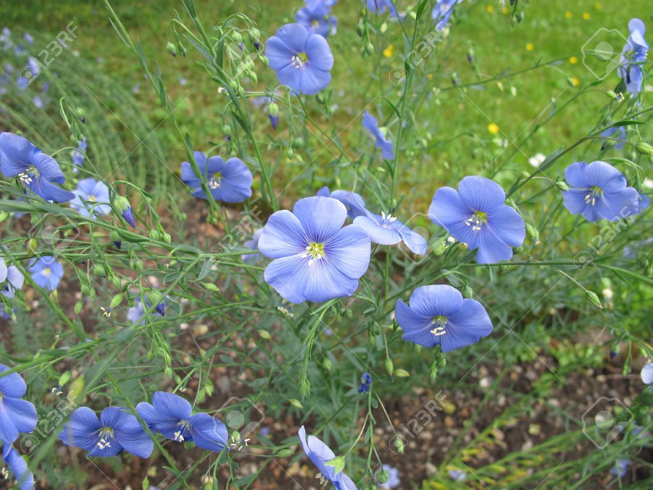 100 flower seeds, blue flax #ABG18