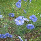 100 flower seeds, blue flax #ABG18