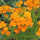 100 flower seeds, siberian wallflower   #ABG18