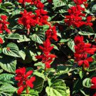 50 fresh seeds scarlet sage salvia  #ABG18