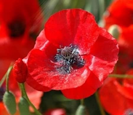 flower seeds red corn poppy,100 seeds #ABG18