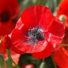 flower seeds red corn poppy,100 seeds #ABG18