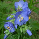 flower seeds Jacob's Ladder Blue  color, 50 Seeds   #ABG17