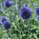 25 flower Seeds Globe Thistle  EchinopsRitro  Blue, easy to grow #ABG17