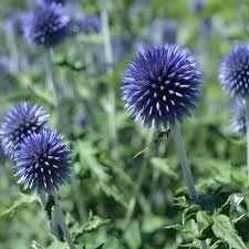 25 flower Seeds Globe Thistle  EchinopsRitro  Blue, easy to grow #ABG17
