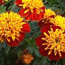 25 flower  Seeds   Marigold Harmony  Tagetes Patula, easy to grow  #ABG17