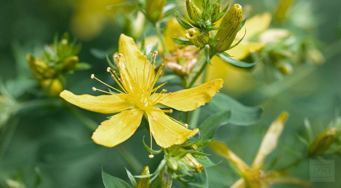 St John's Wort, 250 flower seeds  #ABG17