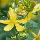 St John's Wort, 250 flower seeds  #ABG17