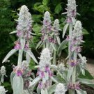 flower seeds Lamb's Ear Byzantina, 50 Seeds   #ABG17