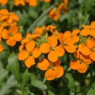 250 flower Seeds  Wallflower  Siberian, easy to grow  #ABG17