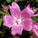 50 Seeds Mallow  Sidalcea Malviflora Hem's Hybrids, easy to grow   #ABG17