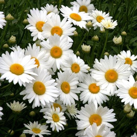 flower seeds Shasta Daisy  Chrysantheme Maximum, 100 Seedss   #ABG17